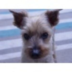 Meet your Posher, Gemma